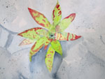 Painting Image